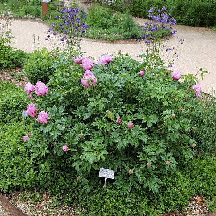 Paeonia 'First Arrival'  - First Arrival Itoh Peony - Shipped