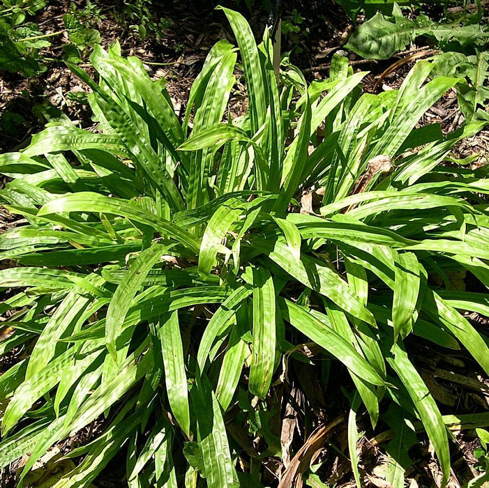 Carex plantaginea  - Seersucker Sedge - Shipped