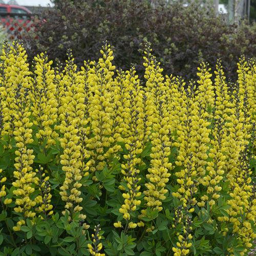 Decadence® Lemon Meringue Baptisia - Shipped