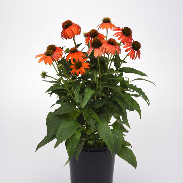 Echinacea 'PAS1308374'  - Artisan™ Soft Orange Coneflower - Shipped