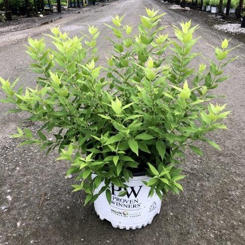 Chardonnay Pearls® Deutzia - Shipped
