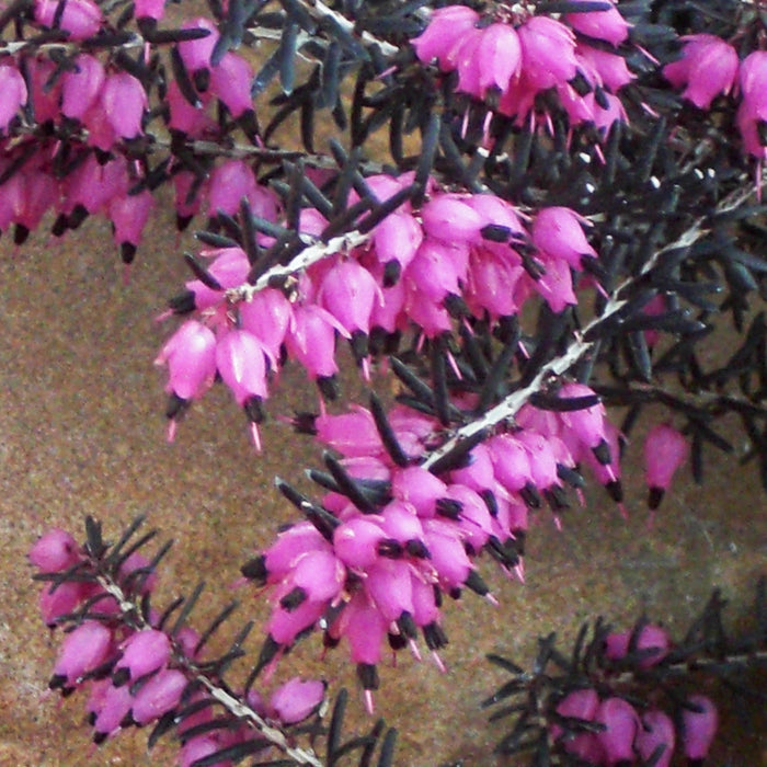 Erica x darleyensis 'Kramers Rote' - ica x darleyensis 'Kramers Rote'~ Kramer's Rote Heath - Shipped