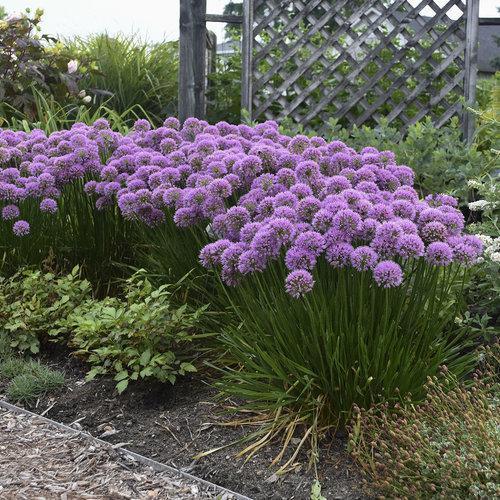 Allium 'Millenium'  - Millenium Ornamental Onion - Shipped