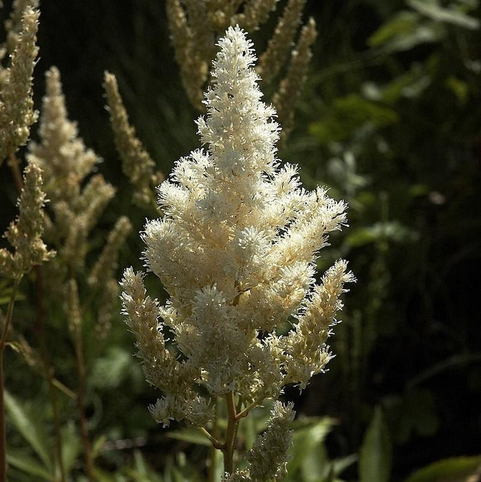 Astilbe japonica 'Deutschland'  - Deutschland Japanese Astilbe - Shipped