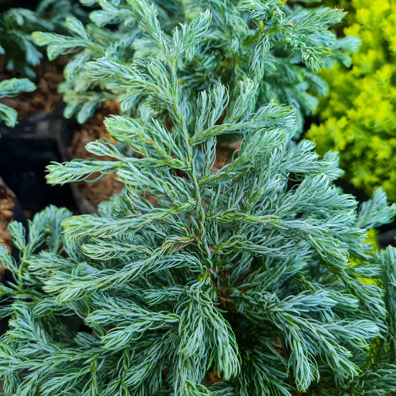 True Blue Falsecypress - Shipped