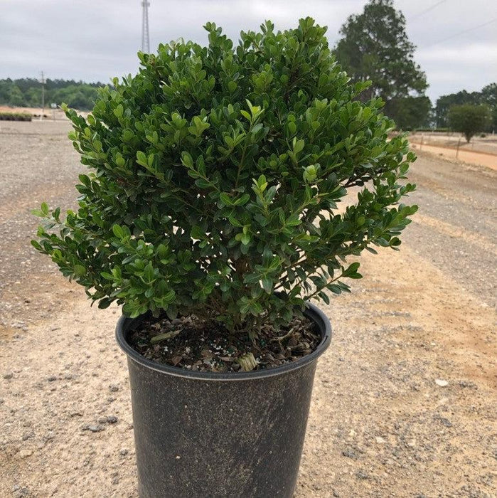 Ilex crenata 'Compacta'  - Compact Japanese Holly - Shipped