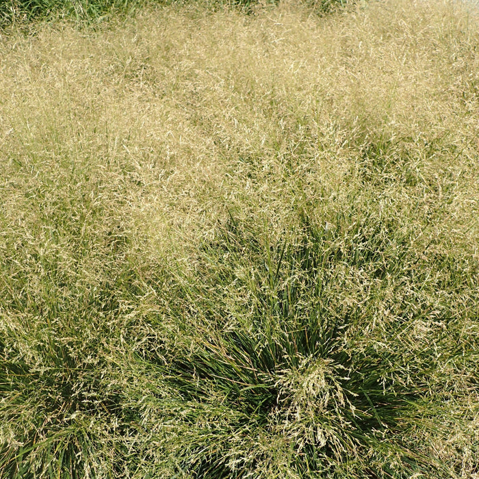 Deschampsia cespitosa 'Goldtau'  - Golden Dew Tufted Hair Grass - Shipped