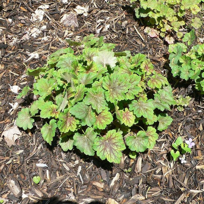 Heuchera americana  - Coral Bells - Shipped