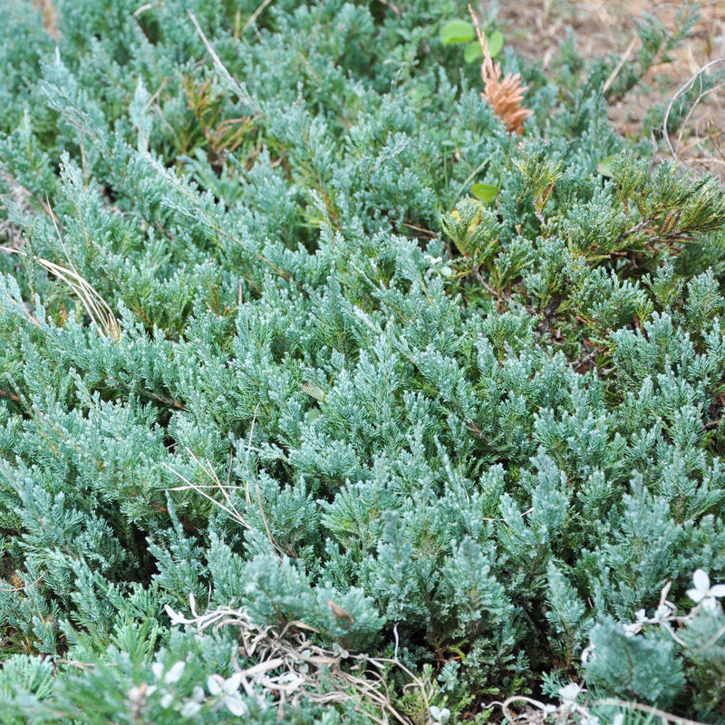 Youngstown Creeping Juniper - Shipped