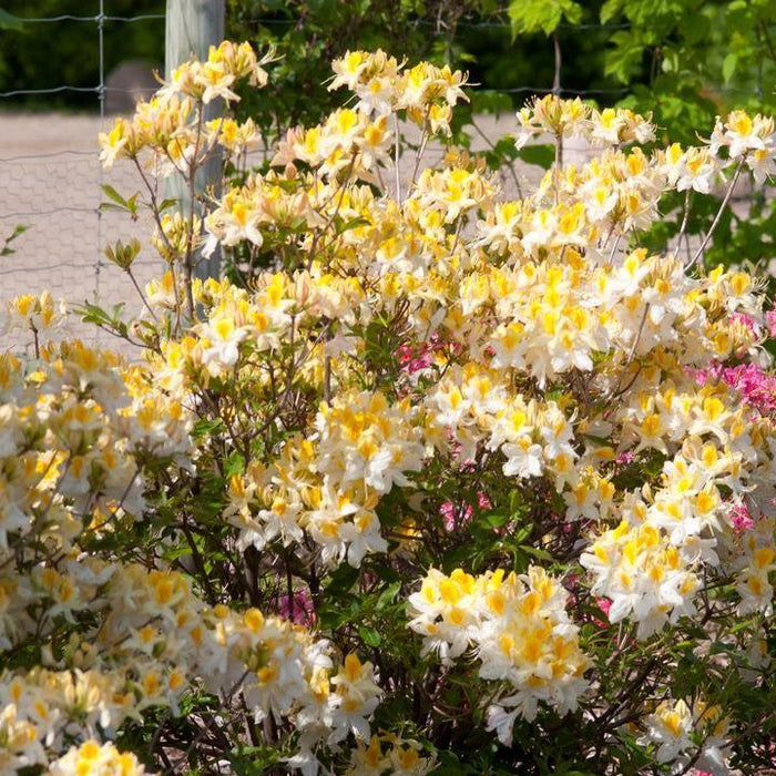 Rhododendron 'Northern Hi-Lights'  - Northern Hi-Lights Azalea - Shipped