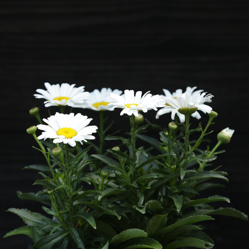 Amazing Daisies® Daisy May® Shasta Daisy - Shipped