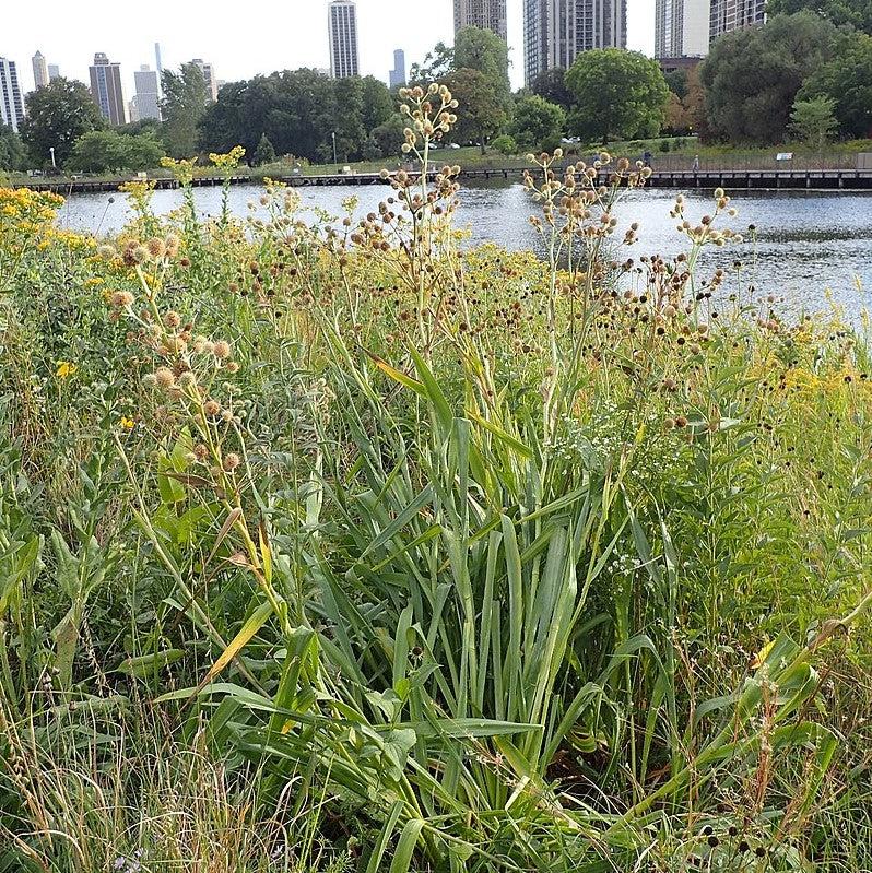 Rattlesnake Master - Shipped