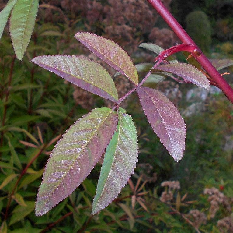 Swamp Rose - Shipped