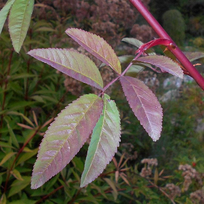 Swamp Rose - Shipped