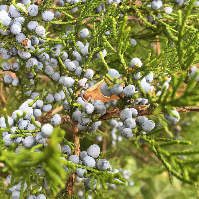 Juniperus virginiana  - Eastern Red Cedar - Shipped
