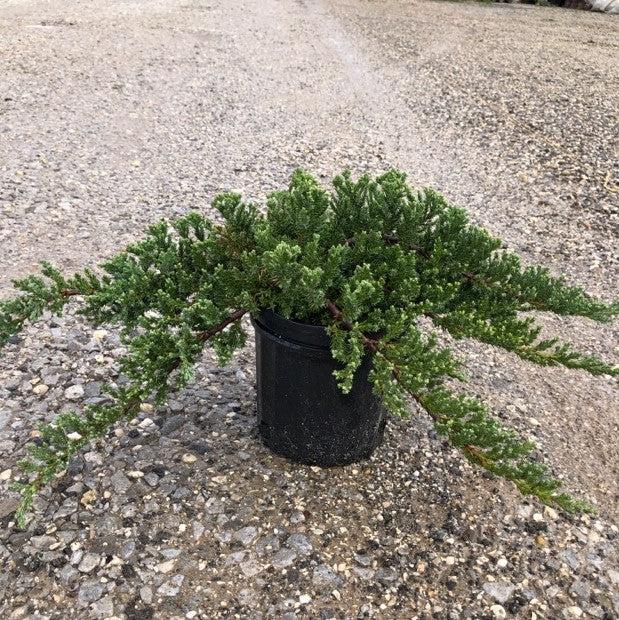 Japanese Garden Juniper - Shipped