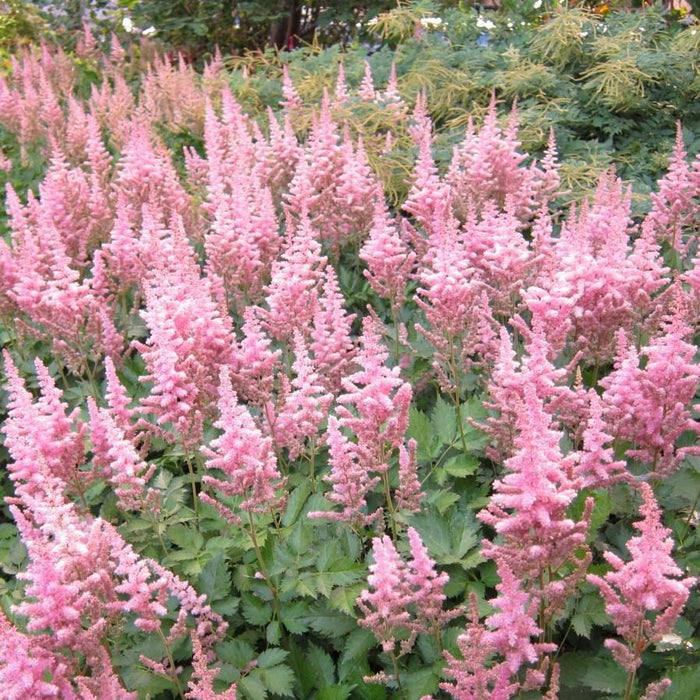 Astilbe chinensis 'Vision in Pink'  - Vision in Pink Chinese Astilbe - Shipped
