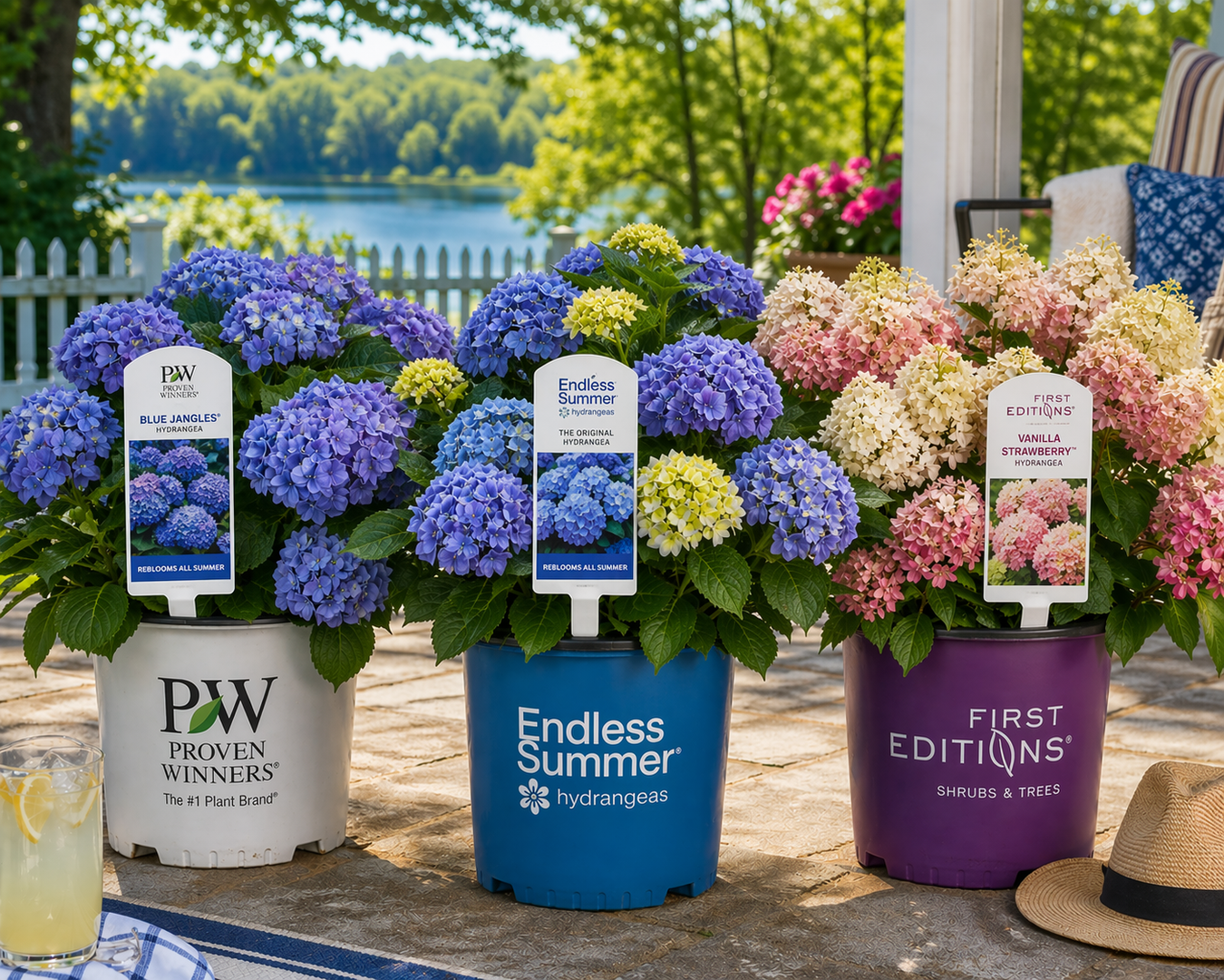 Hydrangeas Early Spring 2026