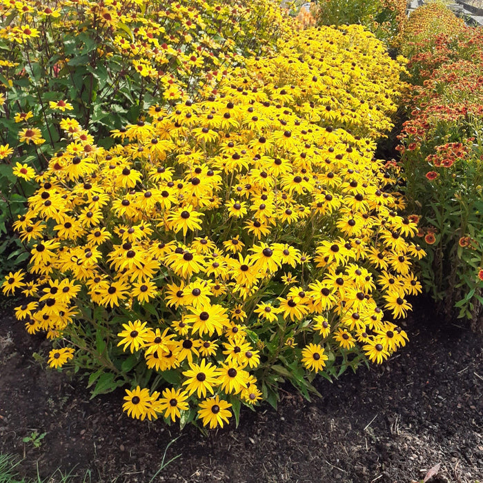 Rudbeckia fulgida var. sullivantii 'Gold Blitz'  - Gold Blitz Black-Eyed Susan - Shipped