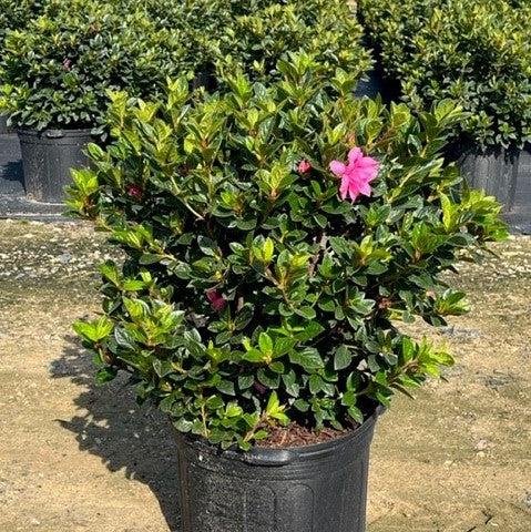 Rhododendron ‘Roblec’  - Encore® Autumn Carnation™ Azalea - Shipped