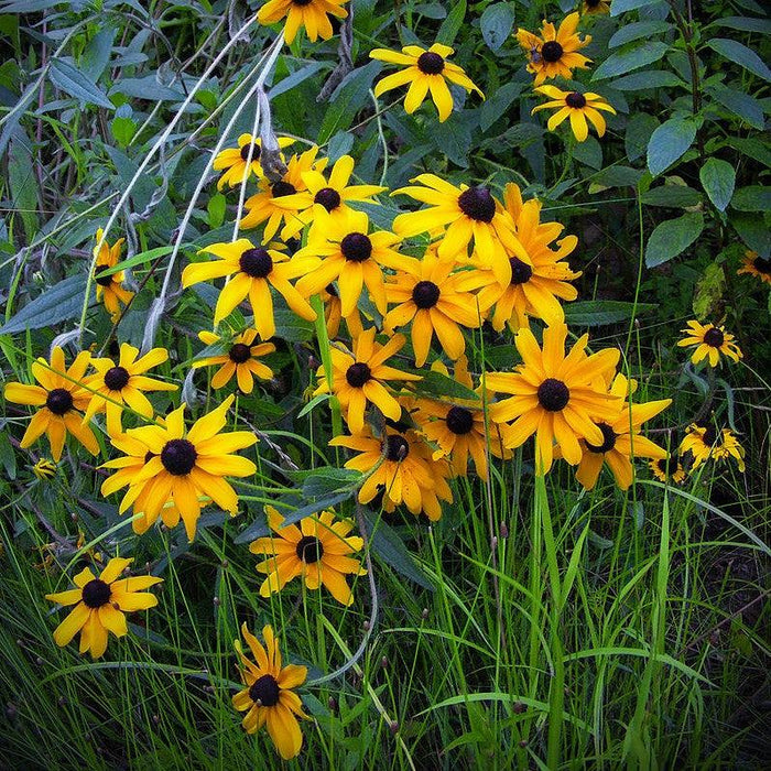 Rudbeckia hirta  - Black-Eyed Susan - Shipped