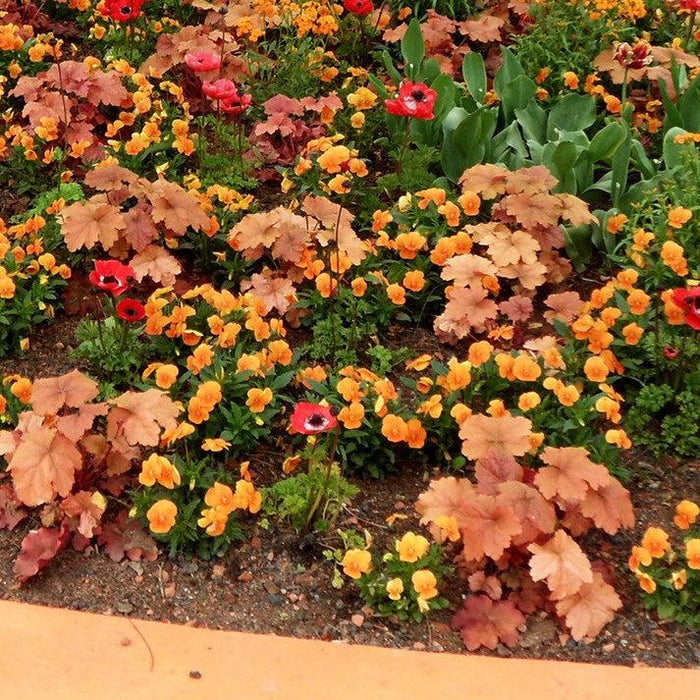 Heuchera 'Caramel' PP16,560  - Caramel Coral Bells, Heuchera - Shipped