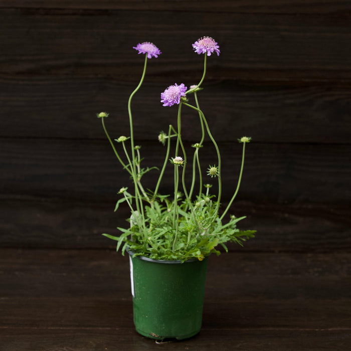 Scabiosa columbaria 'Butterfly Blue'  - Butterfly Blue Pincushion Flower - Shipped