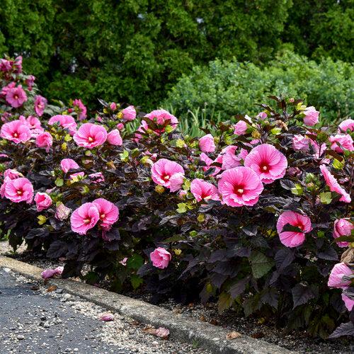 Summerific® Edge of Night Hibiscus - Shipped