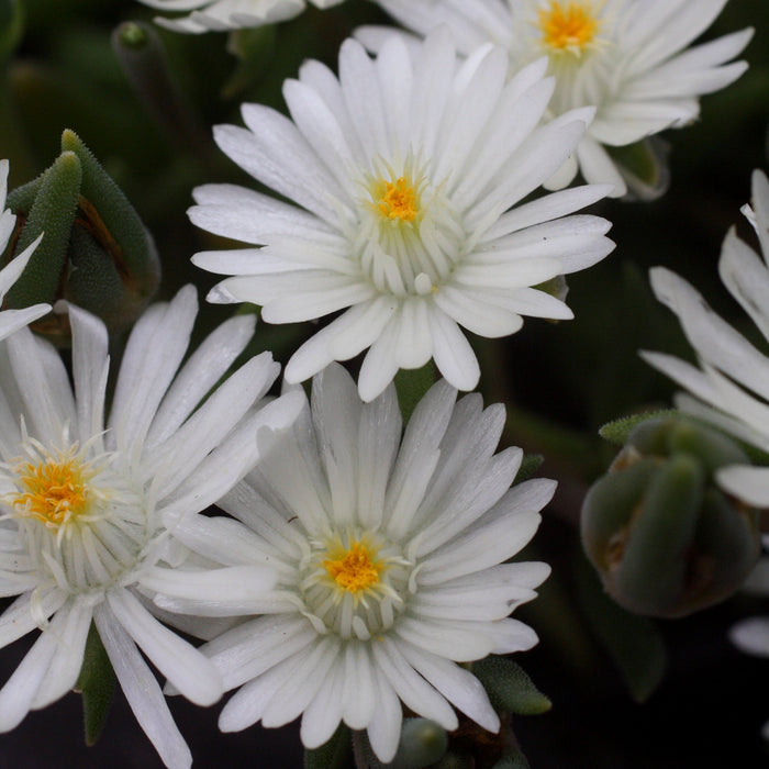 Delosperma cooperi 'Jewel of Desert Moonstone'  - Jewel of Desert® Moonstone Ice Plant - Shipped
