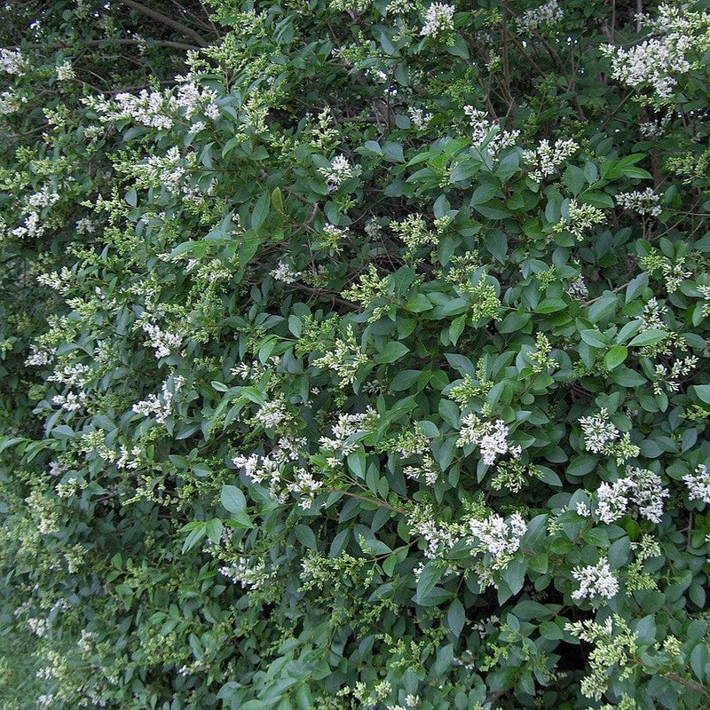 California Privet - Shipped