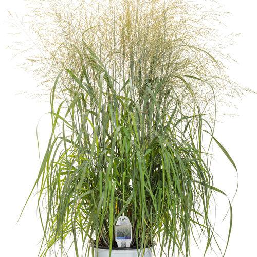 Panicum virgatum 'Niagara Falls'  - Prairie Winds® Niagara Falls Switch Grass - Shipped