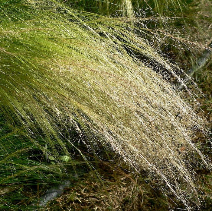Nassella tenuissima  - Mexican Feather Grass - Shipped