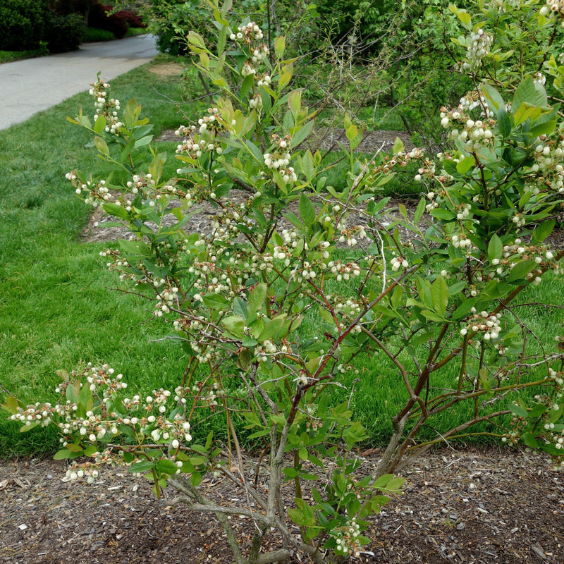 Patriot Highbush Blueberry - Shipped