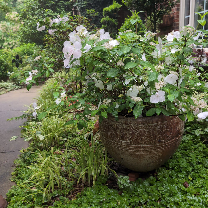 Hydrangea x ‘Fairytrail Bride'  - Fairytrail Bride® Cascade Hydrangea - Shipped