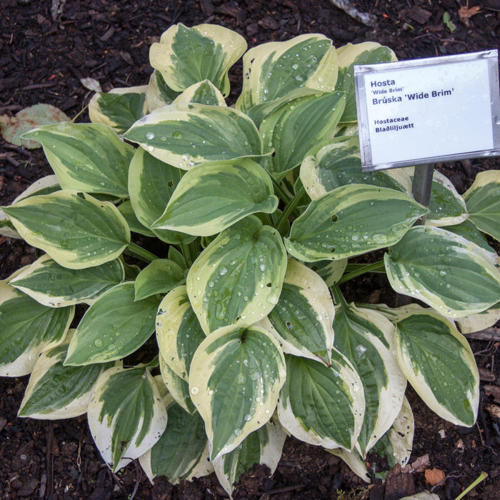 Hosta x 'Wide Brim'  - Wide Brim Hosta - Shipped