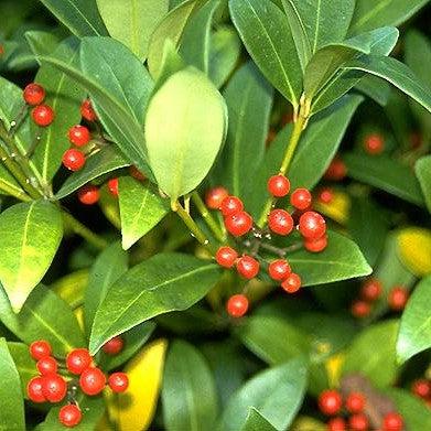 Skimmia japonica  - Japanese Skimmia - Shipped
