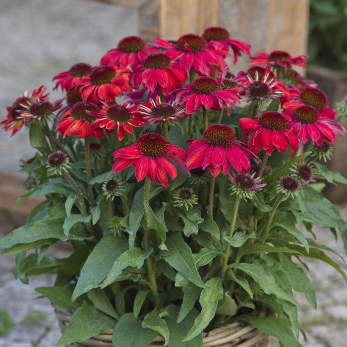 Echinacea purpurea 'SunMagic Vintage Ruby'  - SunMagic® Vintage Ruby Echinacea - Shipped
