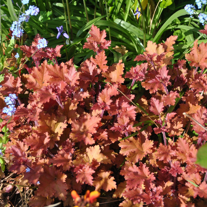 Heuchera 'Caramel' PP16,560  - Caramel Coral Bells, Heuchera - Shipped