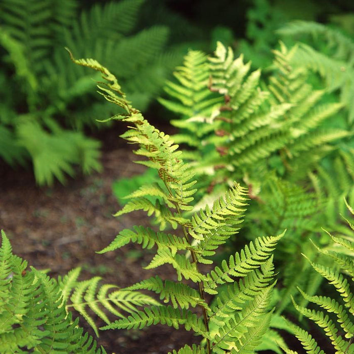 Dryopteris marginalis  - Eastern Wood Fern, Leatherwood Fern - Shipped