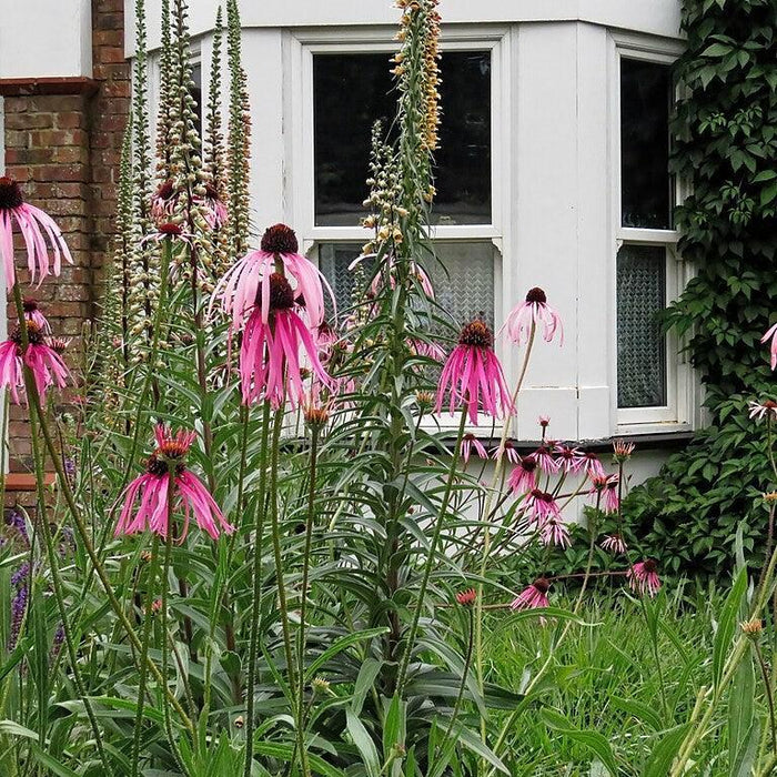 Echinacea pallida  - Pale Purple Coneflower - Shipped