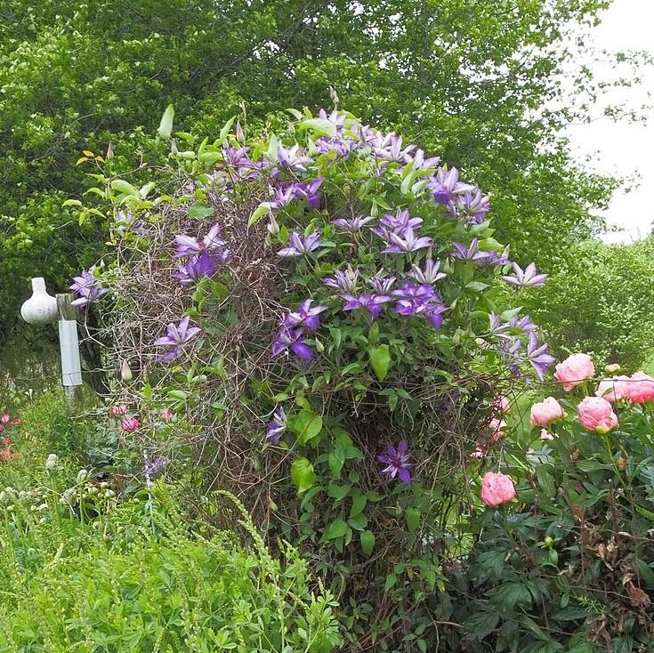 The President Clematis - Shipped