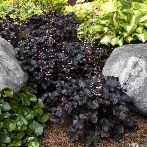 Primo® Black Pearl Coral Bells - Shipped