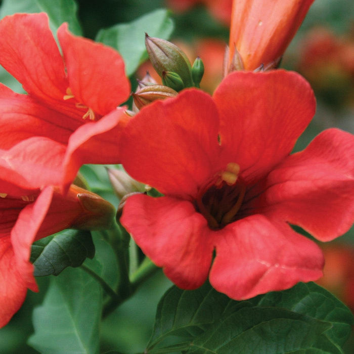 Campsis x tagliabuana 'Takarazuka Fresa' PP 23,917  - Summer Jazz™ Fire Campsis - Shipped
