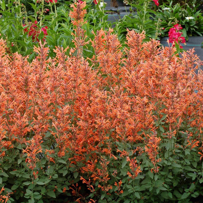 Agastache ‘Kudos Mandarin’  - Kudos™ Mandarin Hummingbird Mint, Hyssop - Shipped