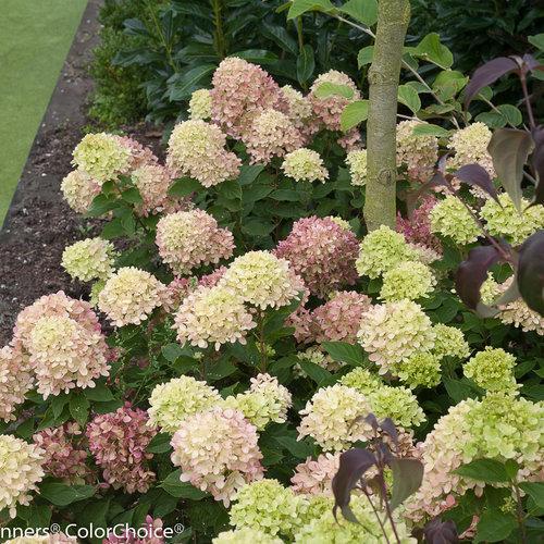 Proven Winners® Little Lime® Hydrangea - Shipped