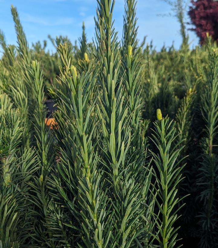 PLUM YEW (CEPHALOTAXUS HARRINGTONIA)UPRIGHT JAPANESE PLUM YEW 'FASTIGIATA' - In Store Pickup
