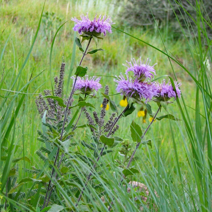 Monarda 'Blue Moon'  - Sugar Buzz® Blue Moon Bee Balm - Shipped