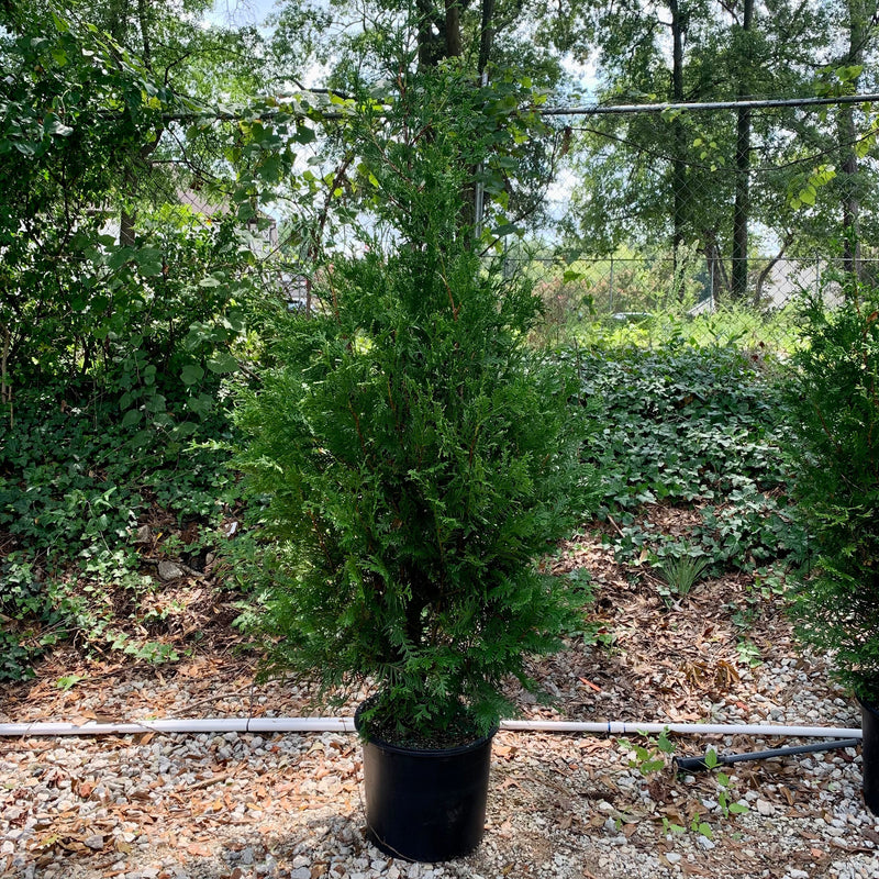 Green Giant Arborvitae - Shipped