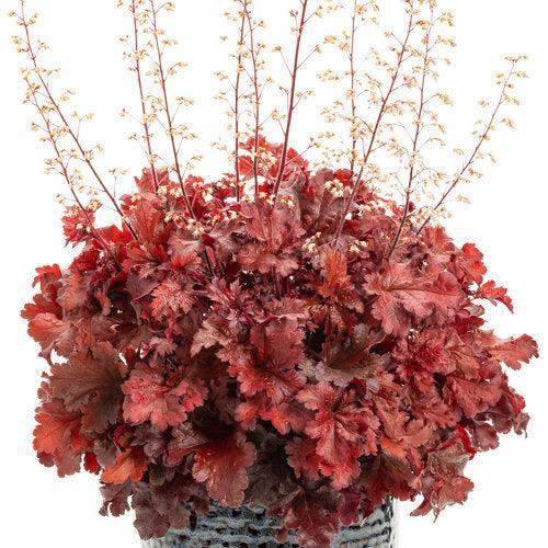 Heuchera 'Cherry Truffles'  - Dolce® Cherry Truffles Heuchera - Shipped