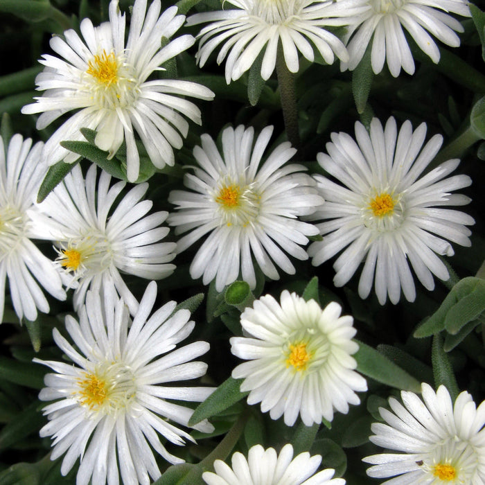 Delosperma cooperi 'Jewel of Desert Moonstone'  - Jewel of Desert® Moonstone Ice Plant - Shipped